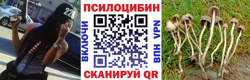 Купить  Карачев  Псилоцибиновые грибы Psilocybine cubensis 